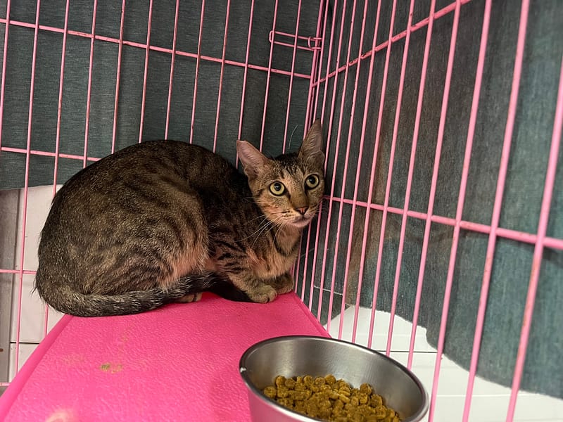 【待認養】混種貓 貓 (女生) - 臺北市動物之家