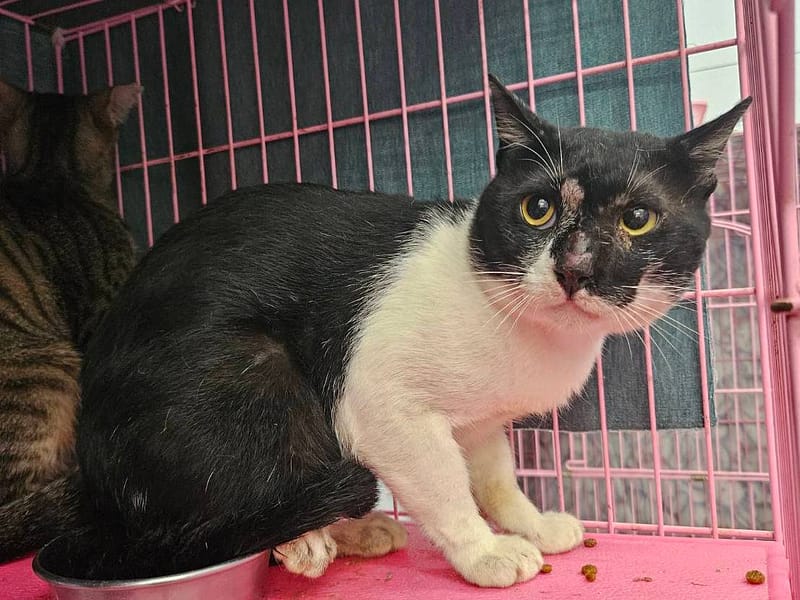 【待認養】混種貓 貓 (男生) - 臺北市動物之家