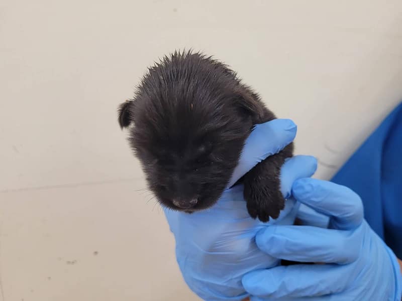 【待認養】混種犬 狗 (女生) - 臺北市動物之家