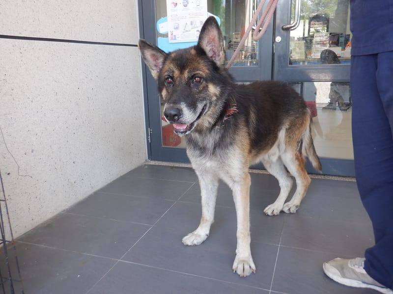 【待認養】混種犬 狗 (男生) - 南投縣公立動物收容所