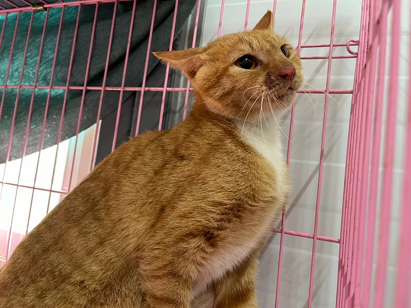 【待認養】混種貓 貓 (女生) - 臺北市動物之家