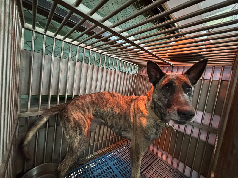 【待認養】混種犬 狗 (男生) - 新北市五股區公立動物之家