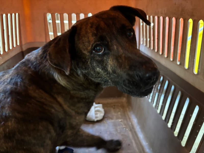 【待認養】混種犬 狗 (男生) - 新北市五股區公立動物之家