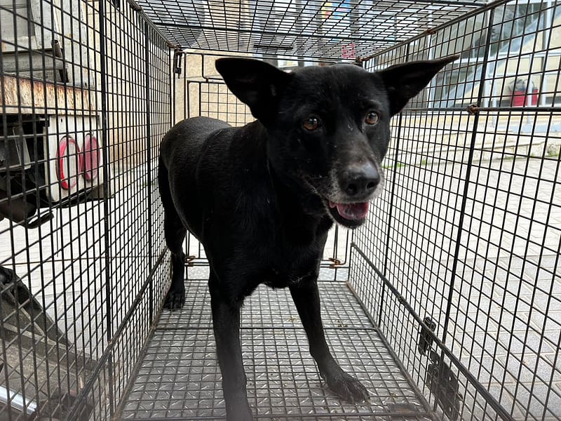 【待認養】混種犬 狗 (女生) - 桃園市動物保護教育園區