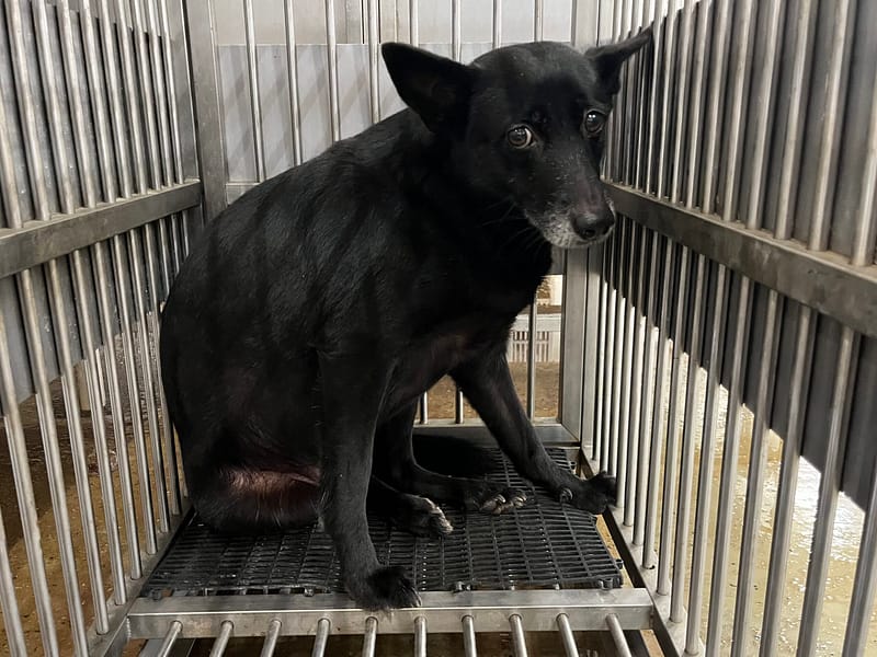 【待認養】混種犬 狗 (女生) - 桃園市動物保護教育園區