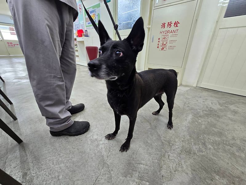 【待認養】混種犬 狗 (女生) - 臺北市動物之家