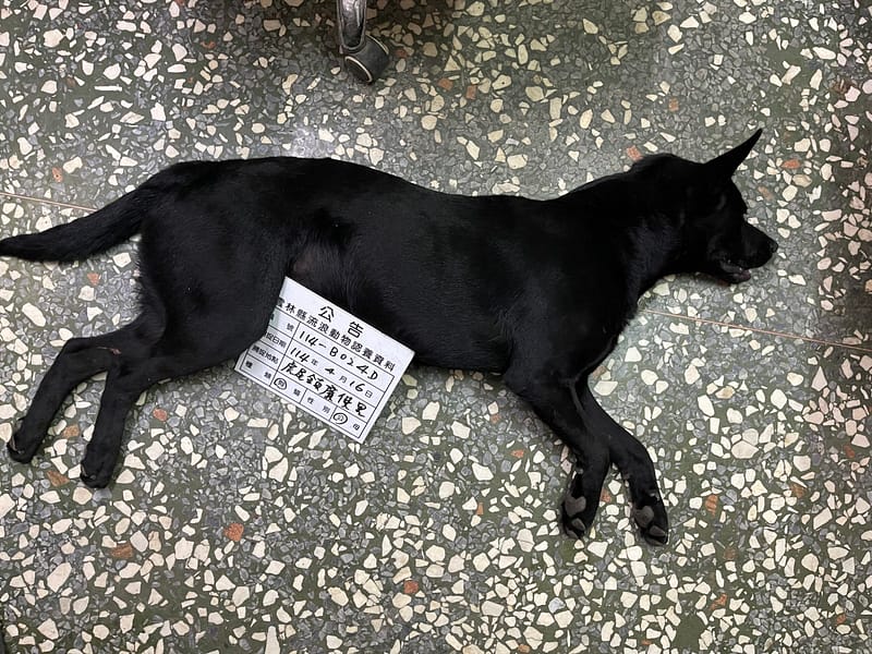 【待認養】混種犬 狗 (男生) - 雲林縣流浪動物收容所