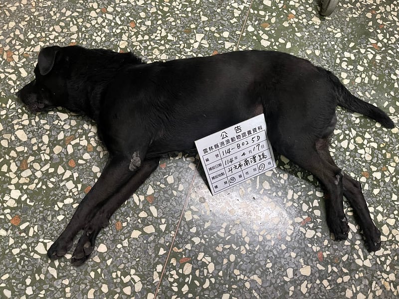 【待認養】混種犬 狗 (男生) - 雲林縣流浪動物收容所