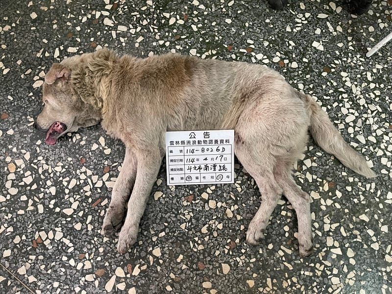 【待認養】混種犬 狗 (男生) - 雲林縣流浪動物收容所