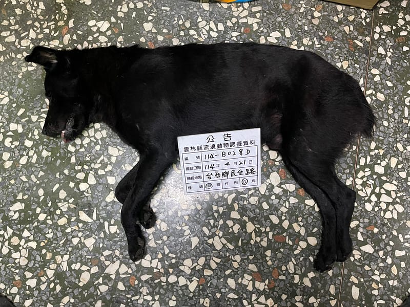 【待認養】混種犬 狗 (男生) - 雲林縣流浪動物收容所