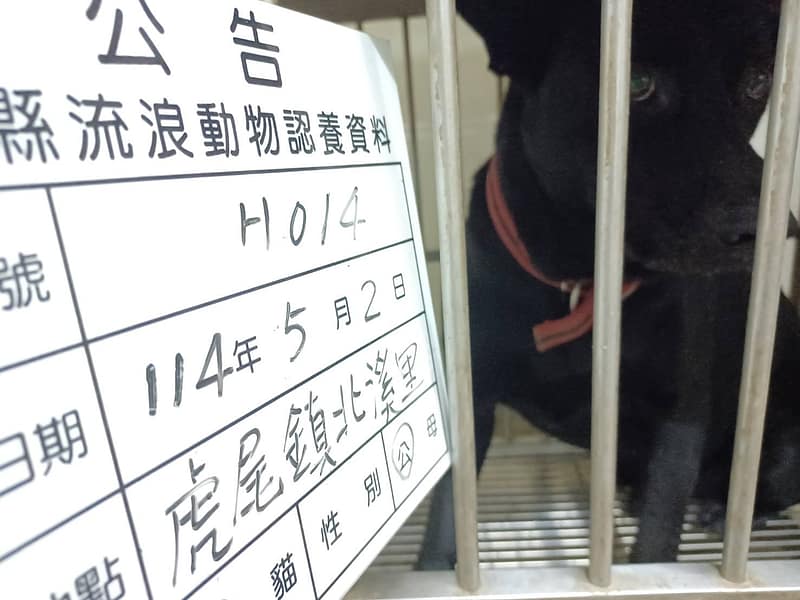 【待認養】混種犬 狗 (男生) - 雲林縣流浪動物收容所