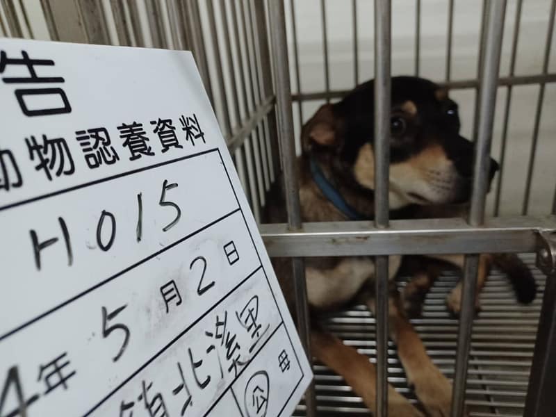 【待認養】混種犬 狗 (男生) - 雲林縣流浪動物收容所