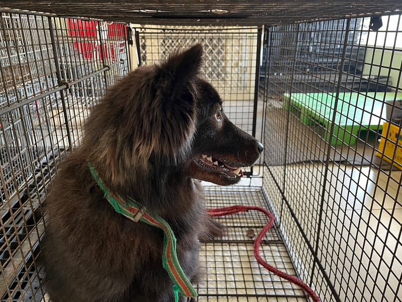 【待認養】混種犬 狗 (女生) - 金門縣動物收容中心