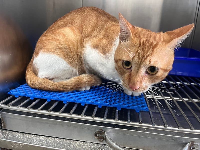 【待認養】混種貓 貓 (男生) - 桃園市動物保護教育園區