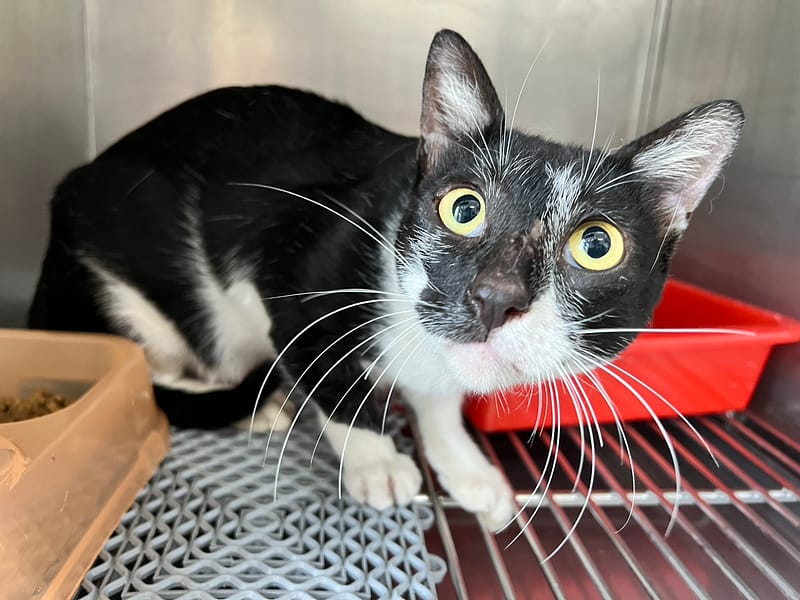 【待認養】混種貓 貓 (男生) - 桃園市動物保護教育園區