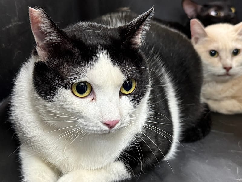 【待認養】混種貓 貓 (女生) - 臺北市動物之家