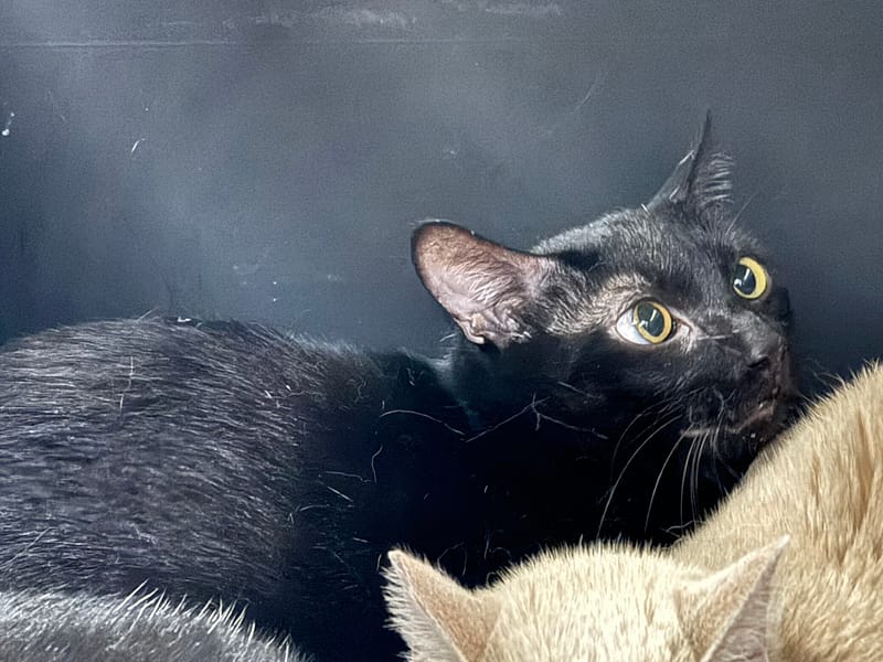 【待認養】混種貓 貓 (男生) - 臺北市動物之家