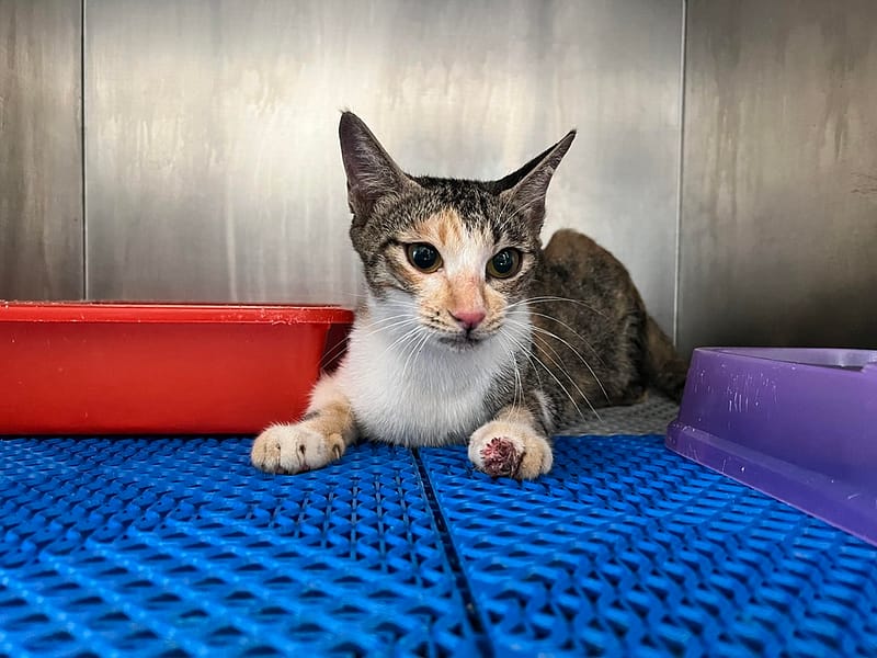 【待認養】混種貓 貓 (女生) - 桃園市動物保護教育園區