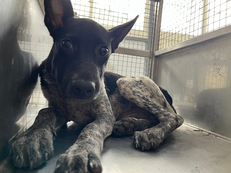 【待認養】混種犬 狗 (女生) - 臺北市動物之家