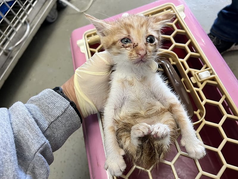 【待認養】混種貓 貓 (男生) - 桃園市動物保護教育園區