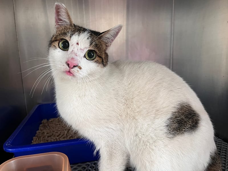 【待認養】混種貓 貓 (女生) - 桃園市動物保護教育園區