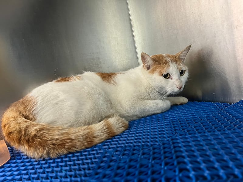 【待認養】混種貓 貓 (女生) - 桃園市動物保護教育園區