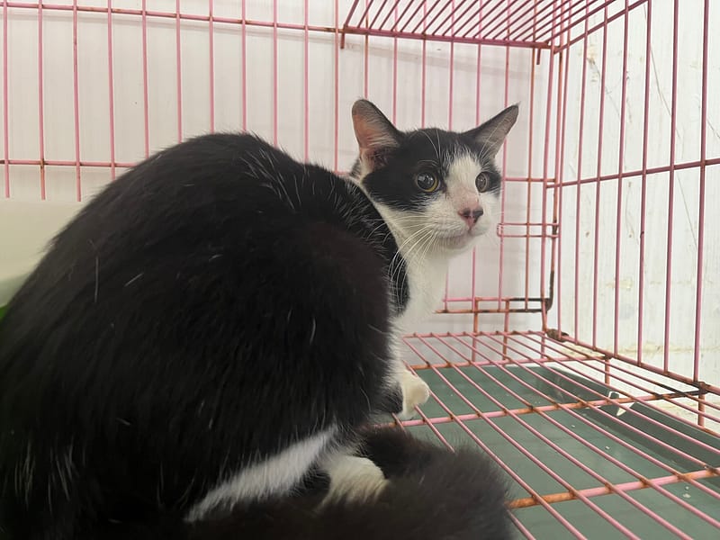 【待認養】混種貓 貓 (男生) - 臺北市動物之家