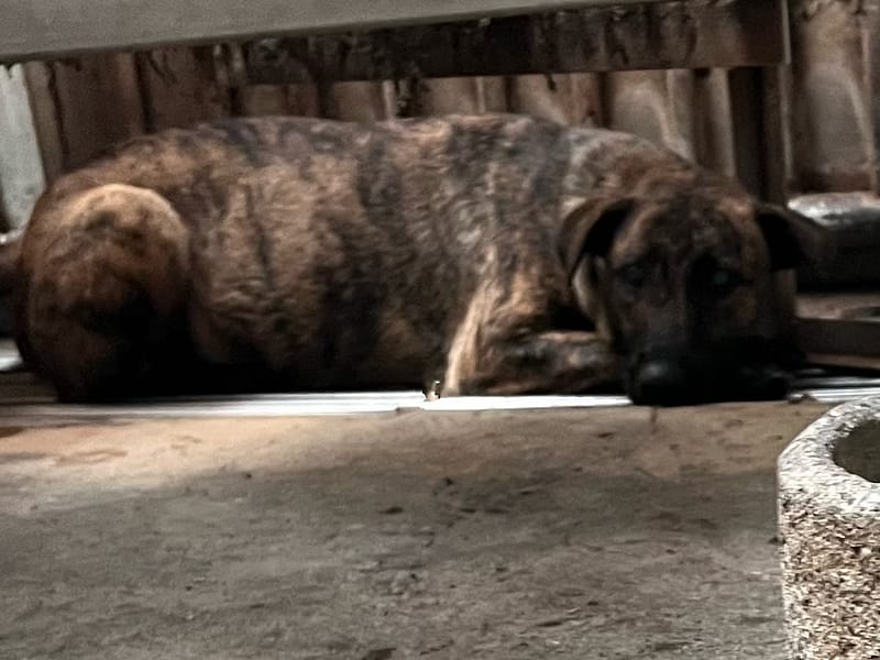 【待認養】混種犬 狗 (女生) - 彰化縣流浪狗中途之家