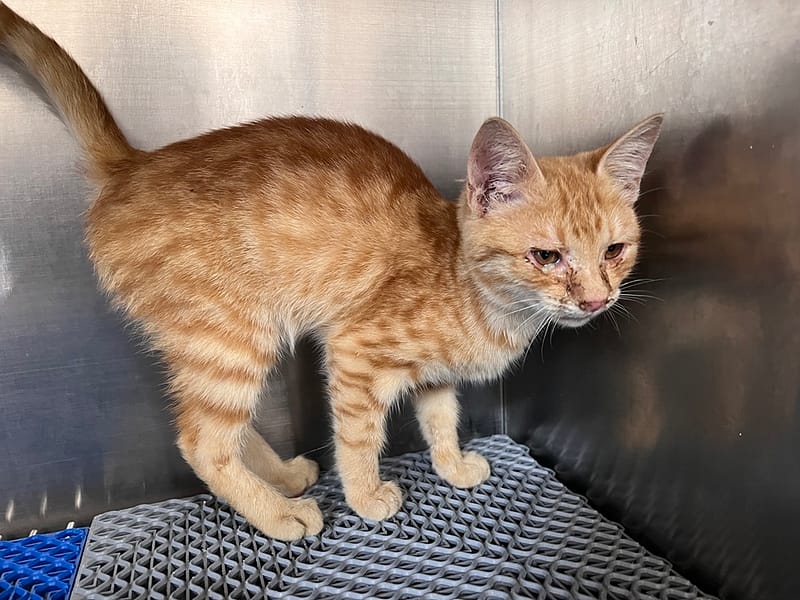 【待認養】混種貓 貓 (男生) - 桃園市動物保護教育園區