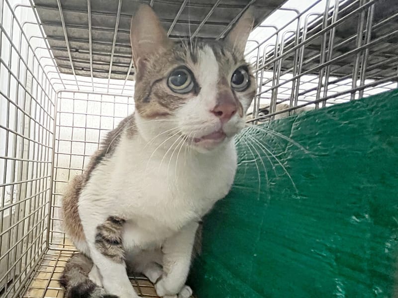 【待認養】混種貓 貓 (男生) - 臺北市動物之家