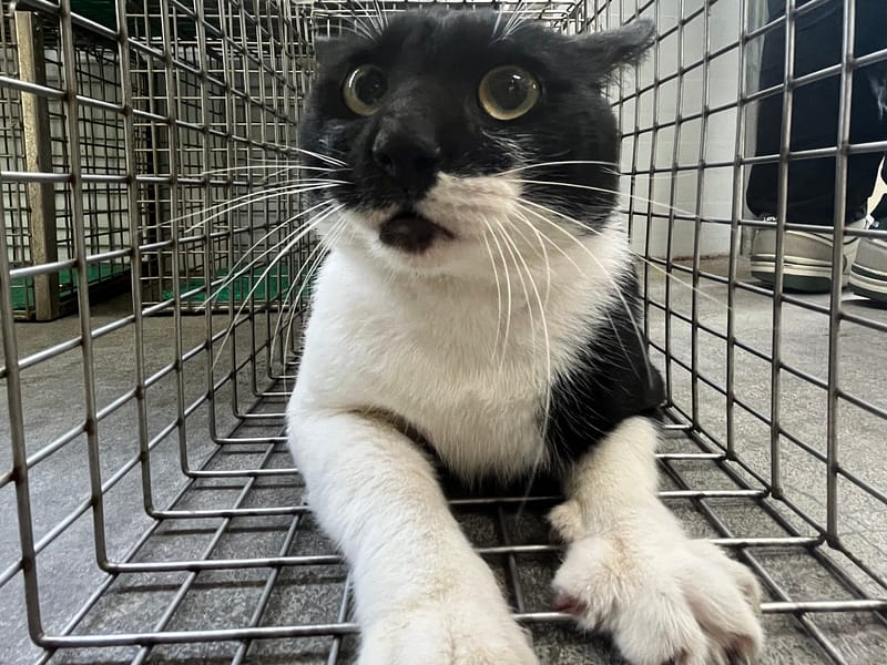 【待認養】混種貓 貓 (男生) - 臺北市動物之家