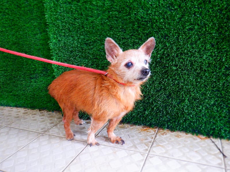 【待認養】混種犬 狗 (女生) - 南投縣公立動物收容所