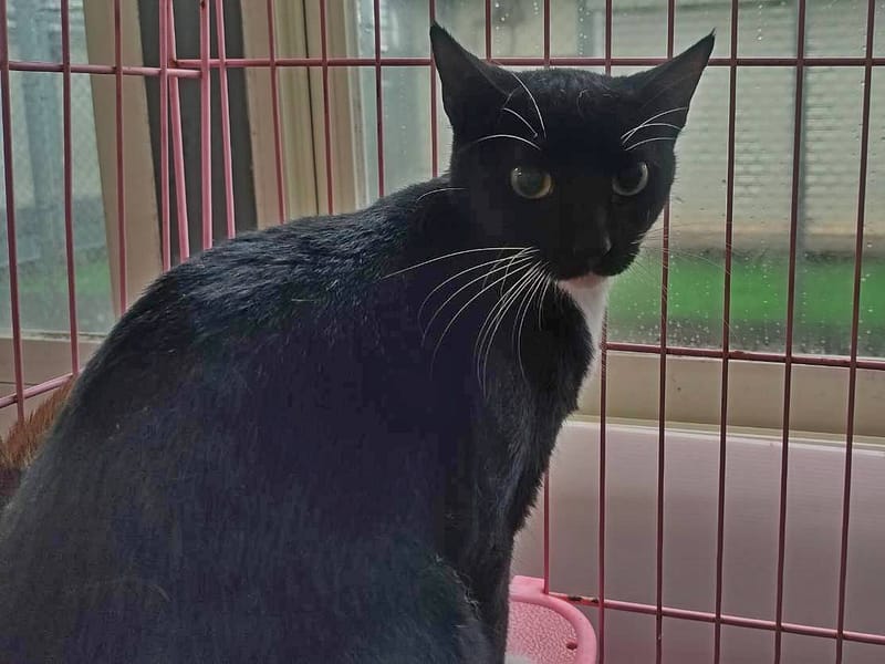 【待認養】混種貓 貓 (女生) - 臺北市動物之家