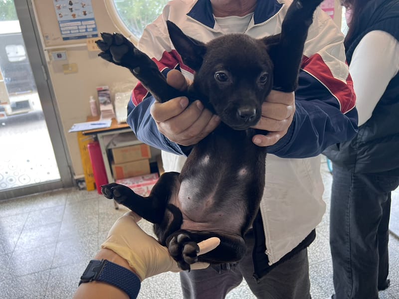 【待認養】混種犬 狗 (女生) - 桃園市動物保護教育園區