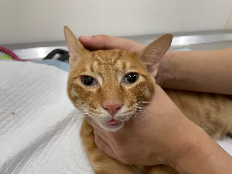 【待認養】混種貓 貓 (男生) - 臺北市動物之家