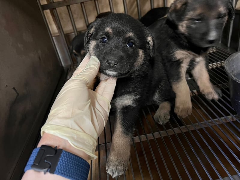 【待認養】混種犬 狗 (女生) - 桃園市動物保護教育園區