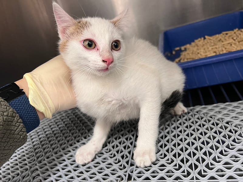 【待認養】混種貓 貓 (男生) - 桃園市動物保護教育園區