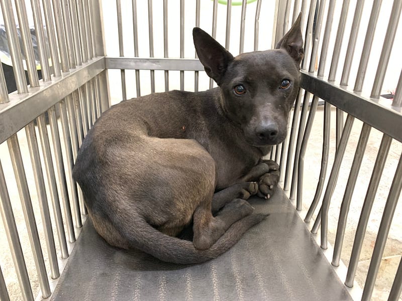 【待認養】混種犬 狗 (女生) - 臺北市動物之家