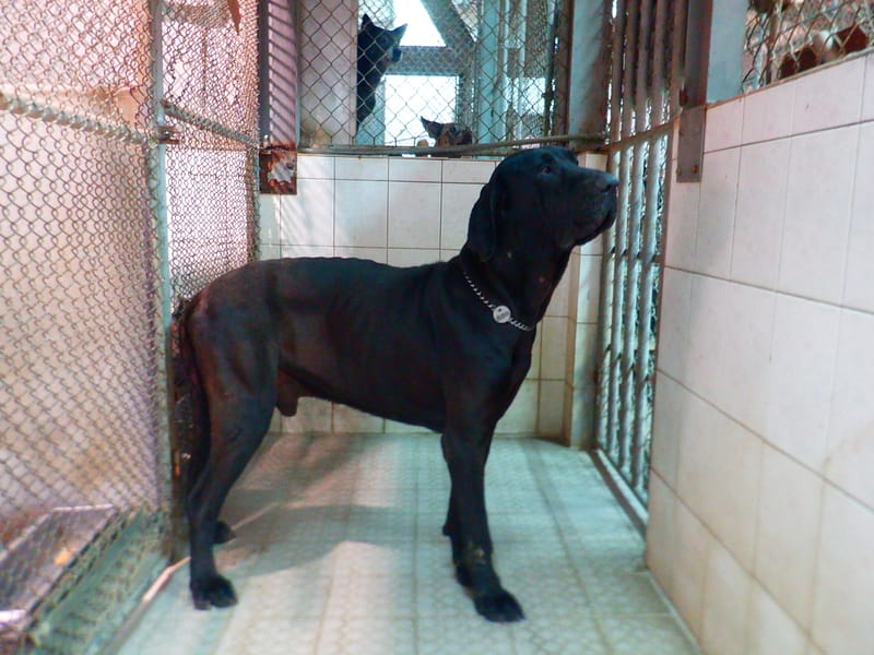 【待認養】混種犬 狗 (男生) - 南投縣公立動物收容所