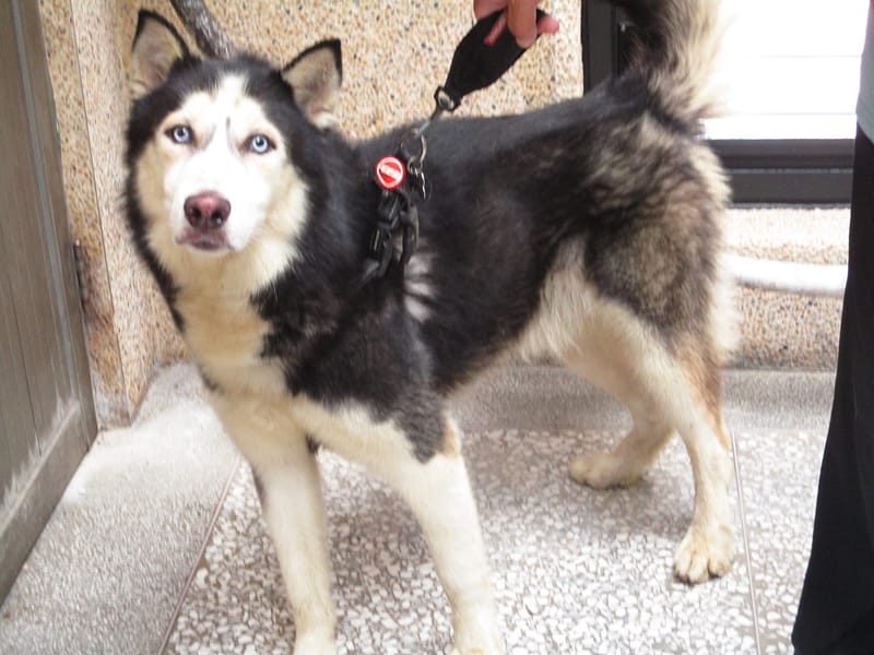 【待認養】哈士奇(西伯利亞雪橇犬) 狗 (男生) - 高雄市壽山動物保護教育園區