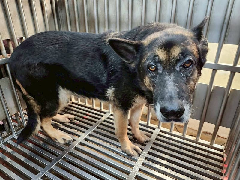 【待認養】德國狼犬(德國牧羊犬) 狗 (女生) - 新北市板橋區公立動物之家