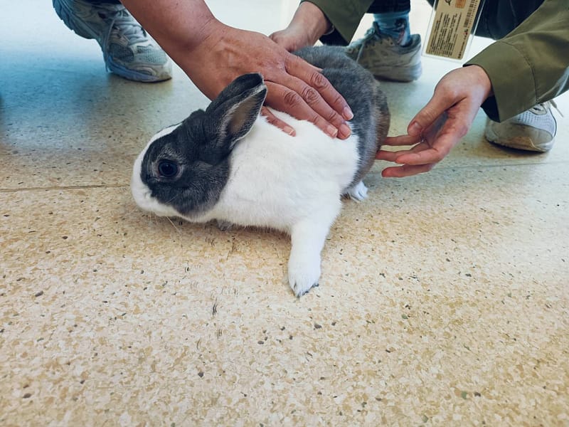 【待認養】道奇兔 其他 (男生) - 新竹市動物保護教育園區