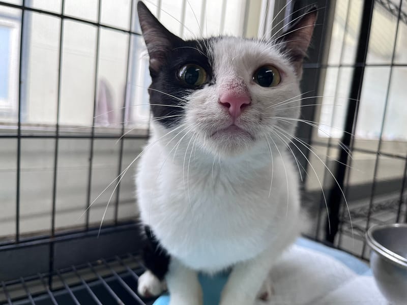 【待認養】混種貓 貓 (女生) - 臺北市動物之家