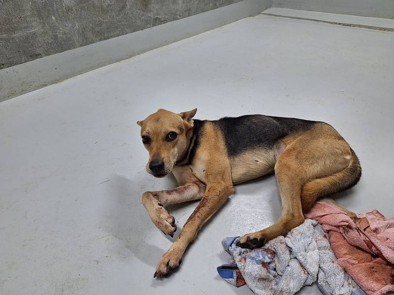 【待認養】混種犬 狗 (女生) - 基隆市寵物銀行