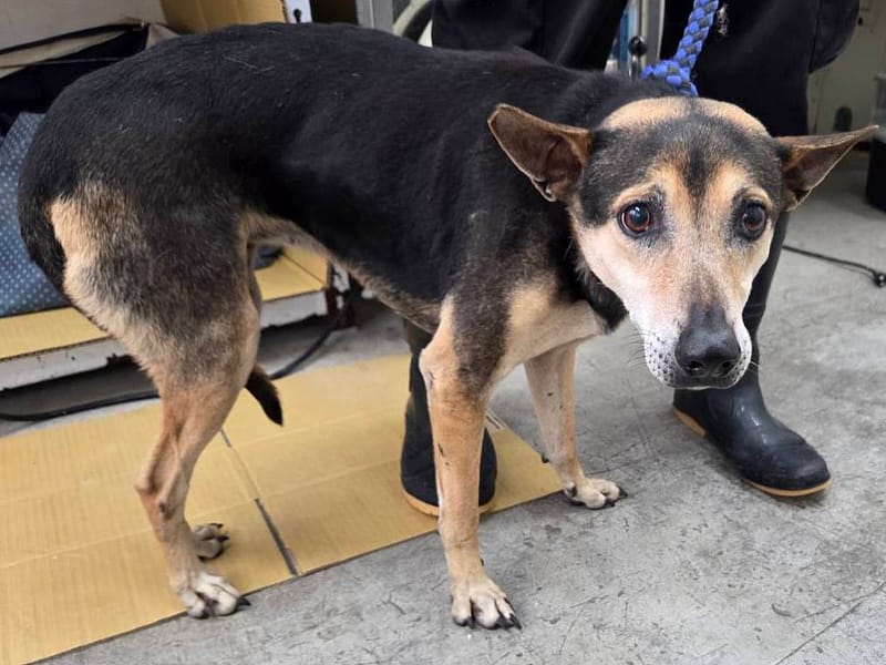 【待認養】混種犬 狗 (女生) - 臺北市動物之家