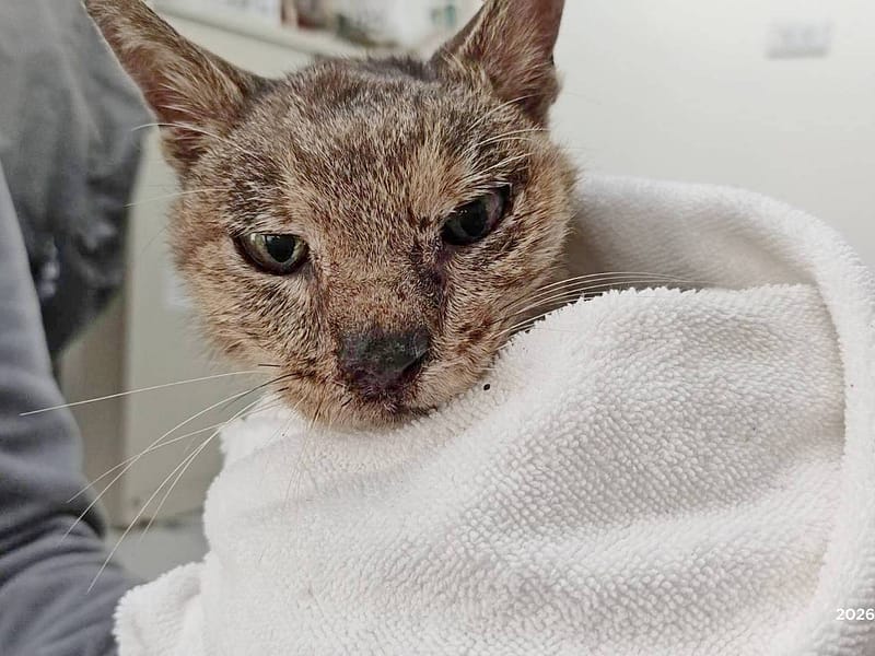 【待認養】混種貓 貓 (女生) - 臺北市動物之家