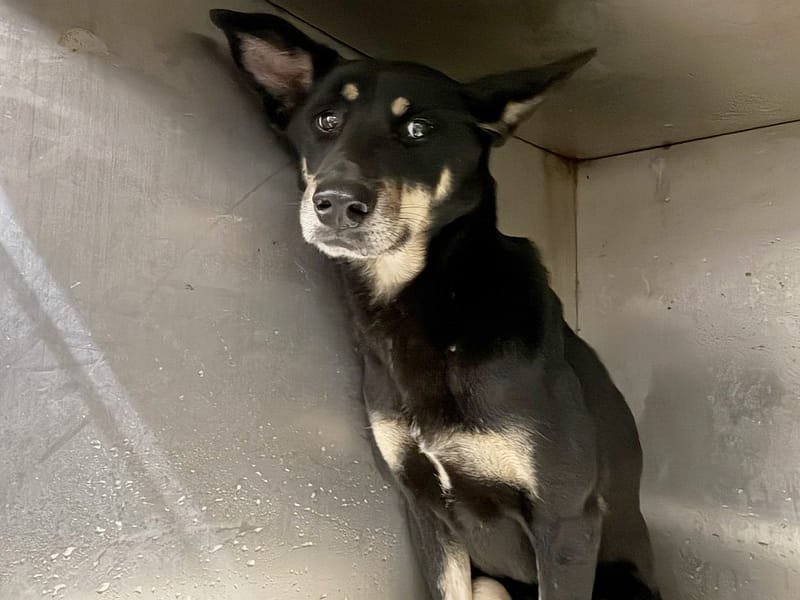 【待認養】混種犬 狗 (女生) - 臺北市動物之家