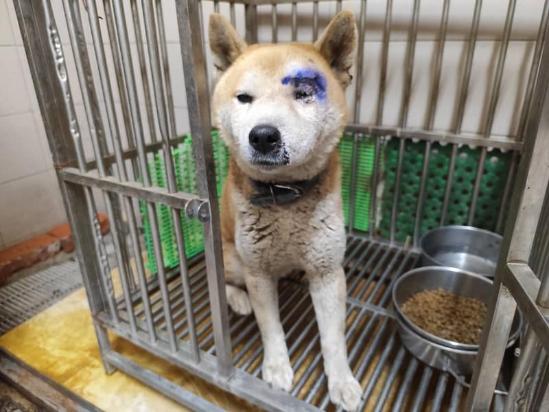 【待認養】柴犬 狗 (男生) - 高雄市燕巢動物保護關愛園區