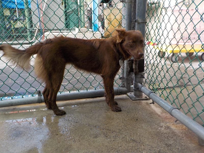 【待認養】混種犬 狗 (女生) - 南投縣公立動物收容所