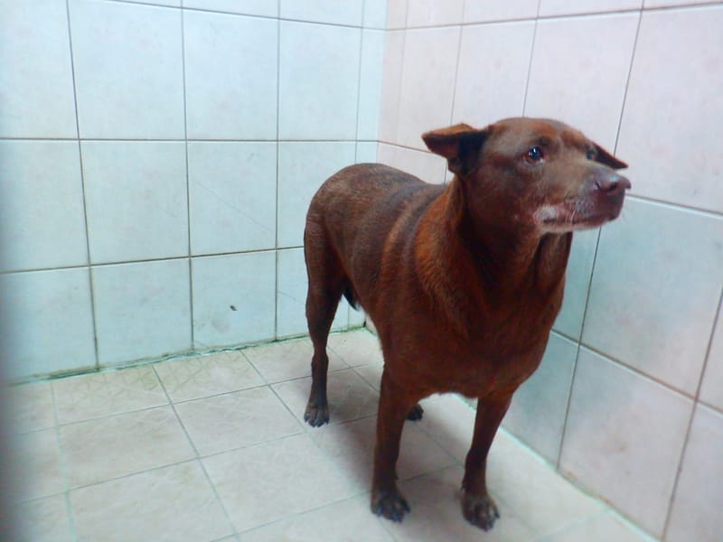 【待認養】混種犬 狗 (女生) - 南投縣公立動物收容所